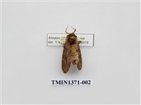 藏品(烏雲舟蛾)的圖片